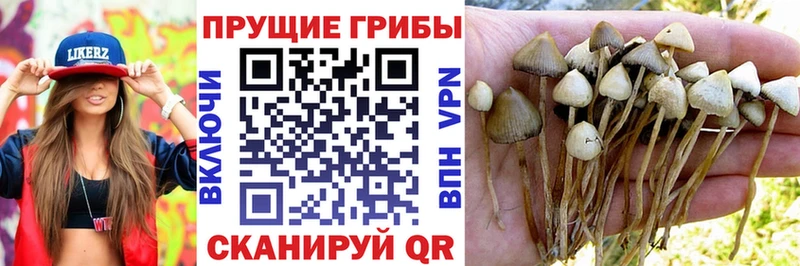 Галлюциногенные грибы GOLDEN TEACHER Усинск